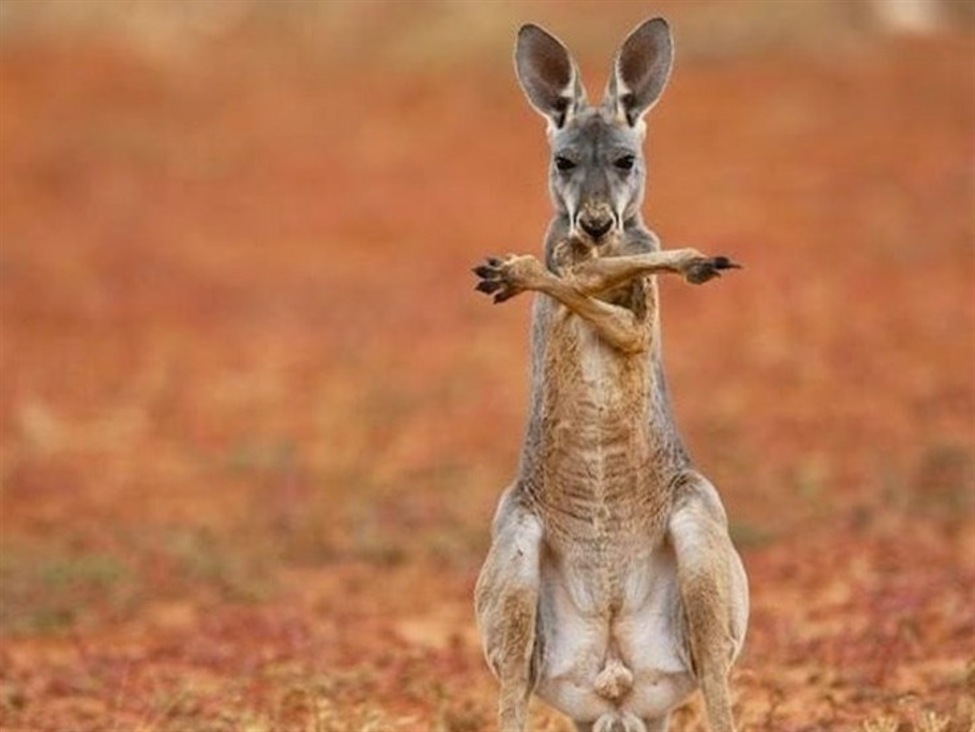 EU explores investment in Australian resources as trade talks set to restart